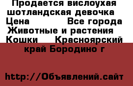 Продается вислоухая шотландская девочка › Цена ­ 8 500 - Все города Животные и растения » Кошки   . Красноярский край,Бородино г.